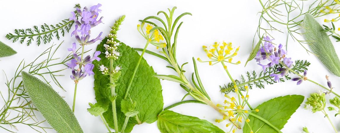 Naturopathe, réflexologue, consultation à à l’Esquinade, 129 chemin du Titan, 83400 Ile du Levant